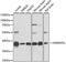 Heterogeneous Nuclear Ribonucleoprotein D Like antibody, A09982, Boster Biological Technology, Western Blot image 