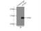 Adaptor Related Protein Complex 3 Subunit Beta 1 antibody, 13384-1-AP, Proteintech Group, Immunoprecipitation image 