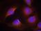 Cyclin Dependent Kinase 6 antibody, GTX50352, GeneTex, Immunocytochemistry image 