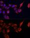 TIMP Metallopeptidase Inhibitor 1 antibody, GTX64360, GeneTex, Immunocytochemistry image 