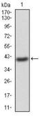 GNAS Complex Locus antibody, NBP2-52477, Novus Biologicals, Western Blot image 