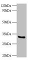 Cytochrome B5 Reductase 3 antibody, CSB-PA02655A0Rb, Cusabio, Western Blot image 