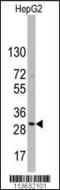 MIC3 antibody, TA302058, Origene, Western Blot image 