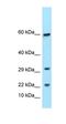 T Cell Receptor Gamma Constant 1 antibody, orb326369, Biorbyt, Western Blot image 