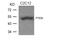 Phosphatase And Tensin Homolog antibody, 79-297, ProSci, Western Blot image 