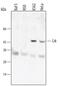 CRK Proto-Oncogene, Adaptor Protein antibody, AF4316, R&D Systems, Western Blot image 
