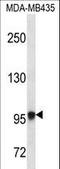 Exostosin Like Glycosyltransferase 3 antibody, LS-C167868, Lifespan Biosciences, Western Blot image 