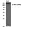 Structural Maintenance Of Chromosomes 1A antibody, P02148, Boster Biological Technology, Western Blot image 