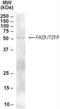 Zinc Finger And BTB Domain Containing 32 antibody, NB100-1317, Novus Biologicals, Western Blot image 
