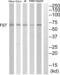 Follistatin antibody, abx015211, Abbexa, Western Blot image 