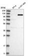 AF4/FMR2 Family Member 4 antibody, NBP2-56715, Novus Biologicals, Western Blot image 