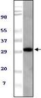 ASPSCR1 Tether For SLC2A4, UBX Domain Containing antibody, 32-195, ProSci, Western Blot image 