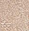 Insulin Induced Gene 2 antibody, FNab04334, FineTest, Immunohistochemistry paraffin image 