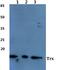 Autophagy Related 13 antibody, PA5-75682, Invitrogen Antibodies, Western Blot image 