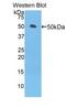 Left-right determination factor 1 antibody, LS-C711167, Lifespan Biosciences, Western Blot image 