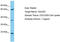 BCLAF1 And THRAP3 Family Member 3 antibody, TA335342, Origene, Western Blot image 