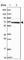 Endoplasmic reticulum mannosyl-oligosaccharide 1,2-alpha-mannosidase antibody, NBP2-14216, Novus Biologicals, Western Blot image 