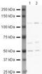 TNF Receptor Superfamily Member 11b antibody, PA5-19841, Invitrogen Antibodies, Western Blot image 