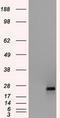 3-hydroxyacyl-CoA dehydrogenase type-2 antibody, LS-C114779, Lifespan Biosciences, Western Blot image 