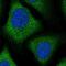 ZFP30 Zinc Finger Protein antibody, PA5-56521, Invitrogen Antibodies, Immunofluorescence image 