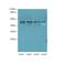 Nucleoporin 43 antibody, A66774-100, Epigentek, Western Blot image 