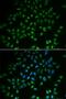 Heart And Neural Crest Derivatives Expressed 2 antibody, LS-B13899, Lifespan Biosciences, Immunofluorescence image 