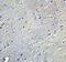 GABA Type A Receptor Associated Protein Like 2 antibody, A01927-1, Boster Biological Technology, Immunohistochemistry paraffin image 