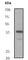 Protein Phosphatase 1 Regulatory Inhibitor Subunit 1B antibody, ab40802, Abcam, Western Blot image 