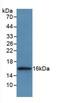 Cystatin A antibody, MBS2001367, MyBioSource, Western Blot image 