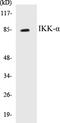 Component Of Inhibitor Of Nuclear Factor Kappa B Kinase Complex antibody, EKC1292, Boster Biological Technology, Western Blot image 