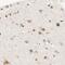 Mitotic Arrest Deficient 1 Like 1 antibody, NBP1-89664, Novus Biologicals, Immunohistochemistry paraffin image 