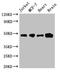 Cbl Proto-Oncogene Like 2 antibody, LS-C682282, Lifespan Biosciences, Western Blot image 