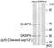 Caspase 5 antibody, LS-B13450, Lifespan Biosciences, Western Blot image 