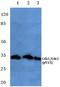 Cyclin Dependent Kinase 1 antibody, A00209Y15, Boster Biological Technology, Western Blot image 