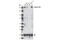 TSC Complex Subunit 2 antibody, 3990S, Cell Signaling Technology, Western Blot image 