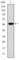 Fibrinogen Gamma Chain antibody, abx015859, Abbexa, Western Blot image 