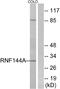 Ring Finger Protein 144A antibody, A30666, Boster Biological Technology, Western Blot image 