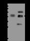 Inhibin Subunit Beta A antibody, 200422-T34, Sino Biological, Western Blot image 