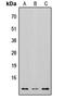 BGP antibody, LS-C354569, Lifespan Biosciences, Western Blot image 