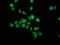 Transglutaminase 4 antibody, LS-C370408, Lifespan Biosciences, Immunofluorescence image 