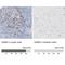Granzyme B antibody, NBP1-88151, Novus Biologicals, Immunohistochemistry paraffin image 