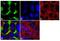 Ezrin antibody, 35-7300, Invitrogen Antibodies, Immunofluorescence image 