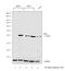 Interferon Regulatory Factor 9 antibody, PA5-40357, Invitrogen Antibodies, Western Blot image 