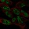 Lin-52 DREAM MuvB Core Complex Component antibody, HPA001777, Atlas Antibodies, Immunofluorescence image 