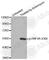 Hepatocyte Nuclear Factor 4 Alpha antibody, AP0362, ABclonal Technology, Western Blot image 