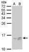 Replication Protein A3 antibody, MA1-23279, Invitrogen Antibodies, Western Blot image 