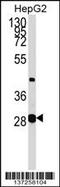 Glycerate Kinase antibody, 58-964, ProSci, Western Blot image 