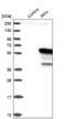 Interferon Regulatory Factor 4 antibody, NBP1-82814, Novus Biologicals, Western Blot image 