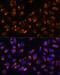 Nucleobindin 1 antibody, 19-240, ProSci, Immunofluorescence image 