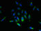 Signal Peptidase Complex Subunit 2 antibody, LS-C395502, Lifespan Biosciences, Immunofluorescence image 
